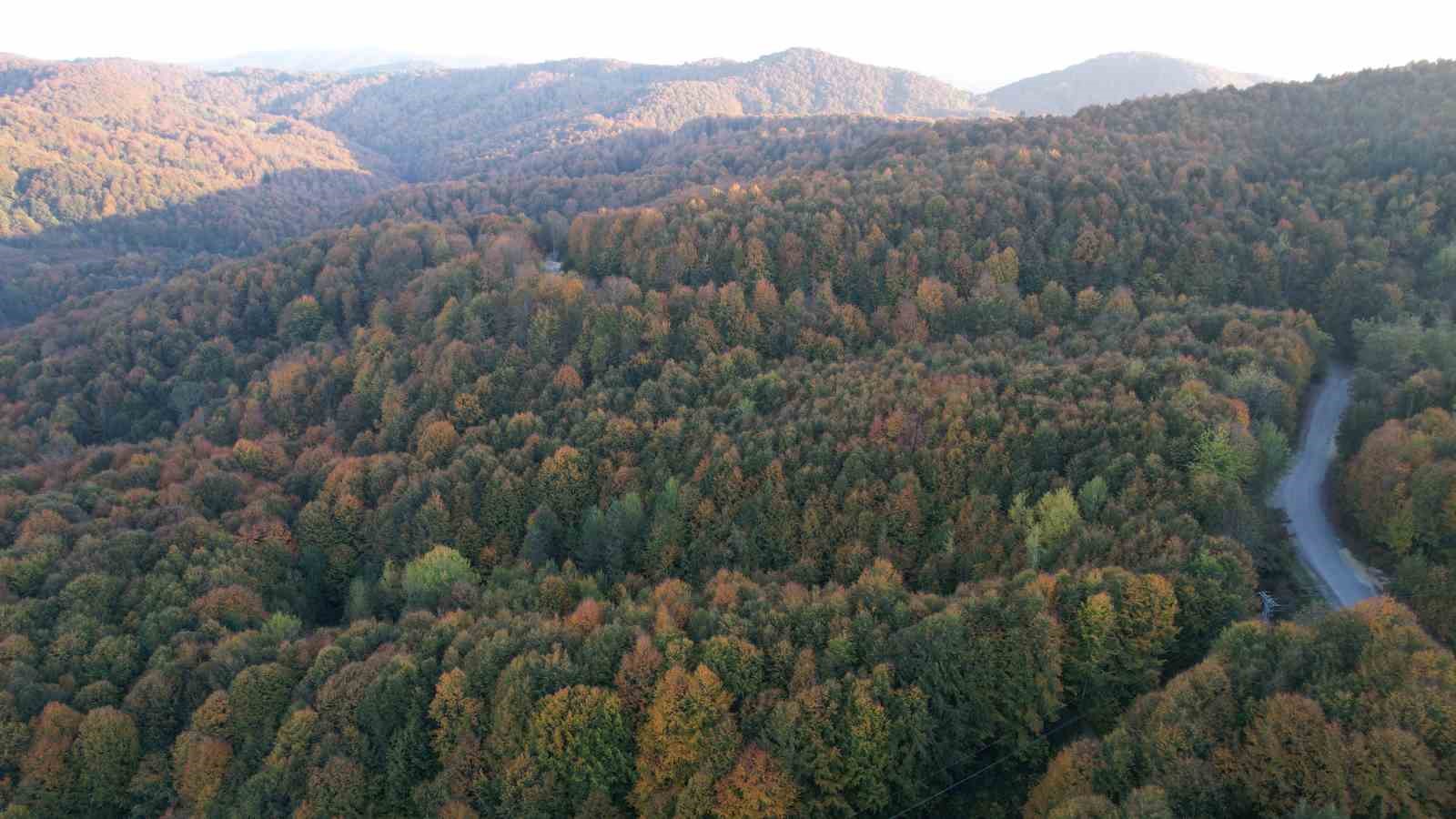 zonguldak valiligi 30 eylule kadar ormanlara girisleri yasakladi