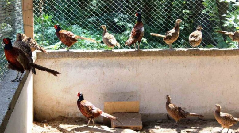 3 yilda 20 bin sulun dogaya salindi JbZQaiah