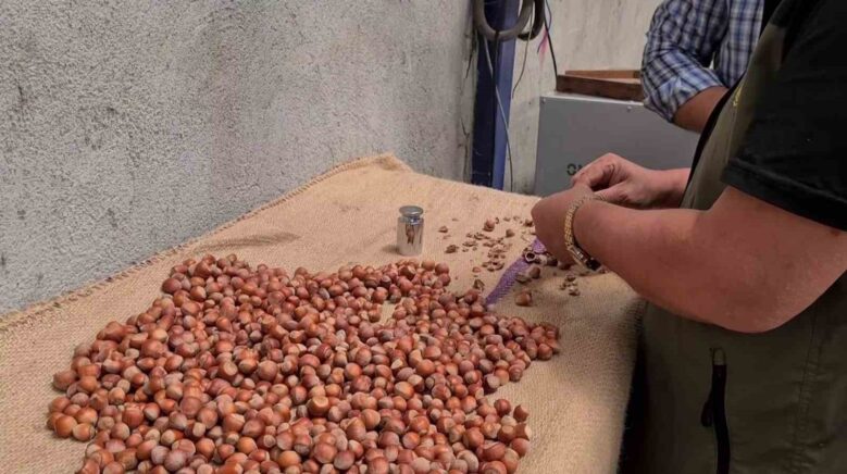 alaplida findik hasat tarihleri belli oldu EDCu7mTQ