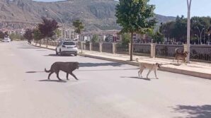 amasya sokaklarinda halki korkutan kopek cetesi dR3SFeJE