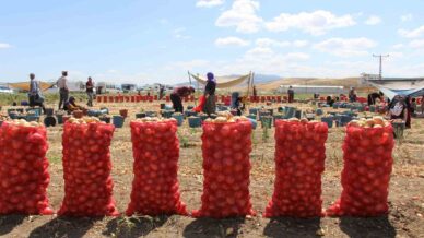 amasyada bu yil sogan bol avrupa ve rusyaya da ihrac edildi pJbAAIcF