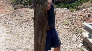 ardanucta baraj golunde dev yayin baliklari yakalandi qTM79YIg