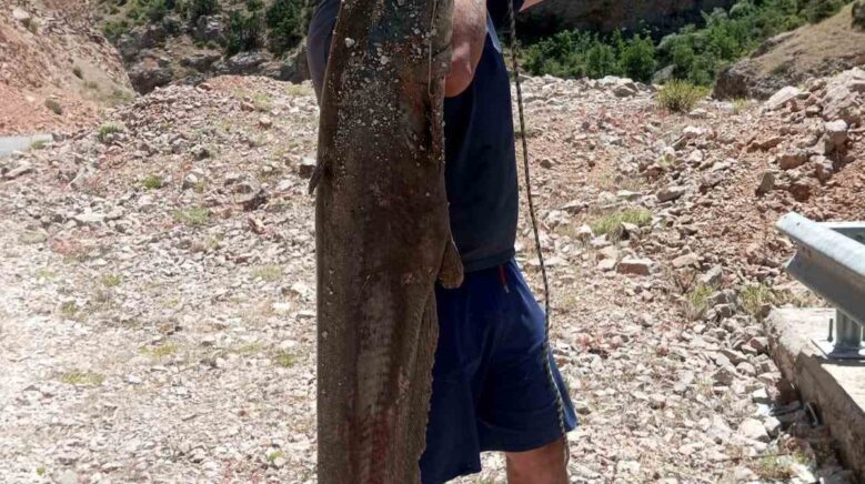 ardanucta baraj golunde dev yayin baliklari yakalandi qTM79YIg