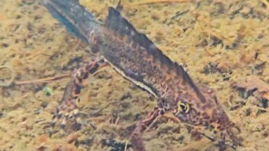 artvinde nesli tehlike altindaki kafkas semenderi goruntulendi DHijMcUl