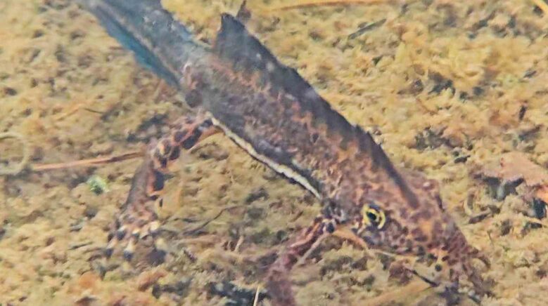 artvinde nesli tehlike altindaki kafkas semenderi goruntulendi DHijMcUl