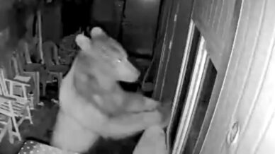 artvinde orman iscilerinin kaldigi kulubeye ayi girdi o anlar guvenlik kamerasina yansidi yCn4LyqL