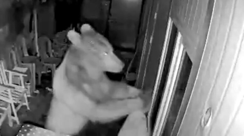 artvinde orman iscilerinin kaldigi kulubeye ayi girdi o anlar guvenlik kamerasina yansidi yCn4LyqL