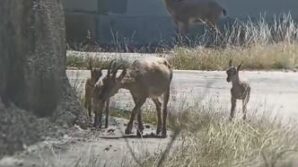 artvinde yaban hayati cep telefonu kamerasina yansidi FbniU6ZD