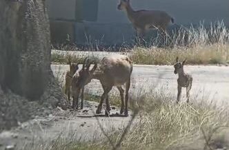 artvinde yaban hayati cep telefonu kamerasina yansidi FbniU6ZD