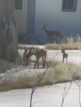 artvinde yaban hayati cep telefonu kamerasina yansidi FbniU6ZD