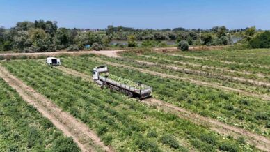 bafra ovasinda kavun ve karpuz hasadi hiz kazandi S2VrADsB