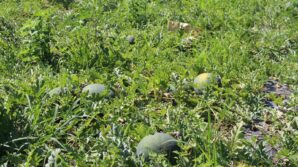 baldan tatli suheyla kavunu yuz guldurdu sv9pTTI6