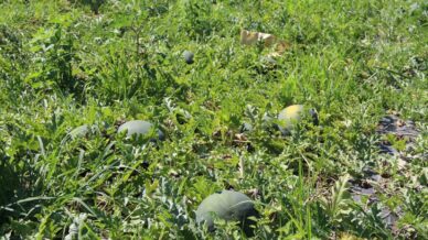 baldan tatli suheyla kavunu yuz guldurdu sv9pTTI6