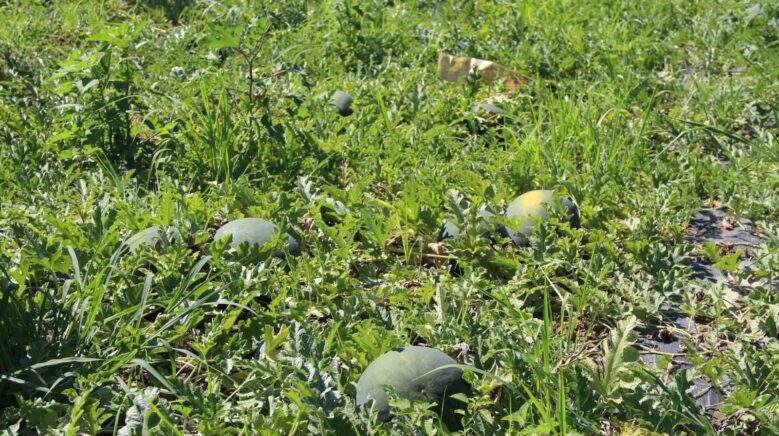 baldan tatli suheyla kavunu yuz guldurdu sv9pTTI6