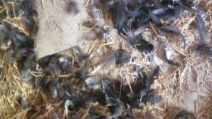 basibos kopekler girdikleri kumeste 22 tavugu telef etti MiYEJjT9