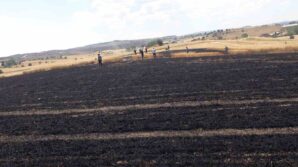 bugday ekili tarlada cikan yanginda 15 donum alan zarar gordu gPRXqzUX