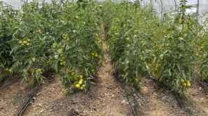 caycumada uretim guclerini birlestirdiler FF2HxnmR