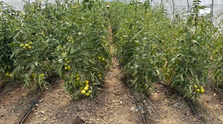 caycumada uretim guclerini birlestirdiler FF2HxnmR