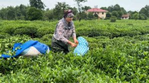 caykurdan 2 surgun icin aceleye getirmeyin uyarisi lvjUIHxr