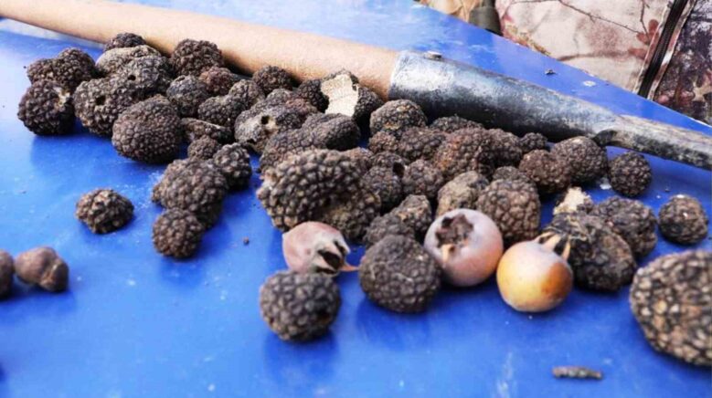 defne kestane ve truf mantari orman koylusune gelir kapisi oluyor VI35wPsv