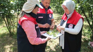 duzcede findik hasat tarihleri belli oldu Hg3jJze6