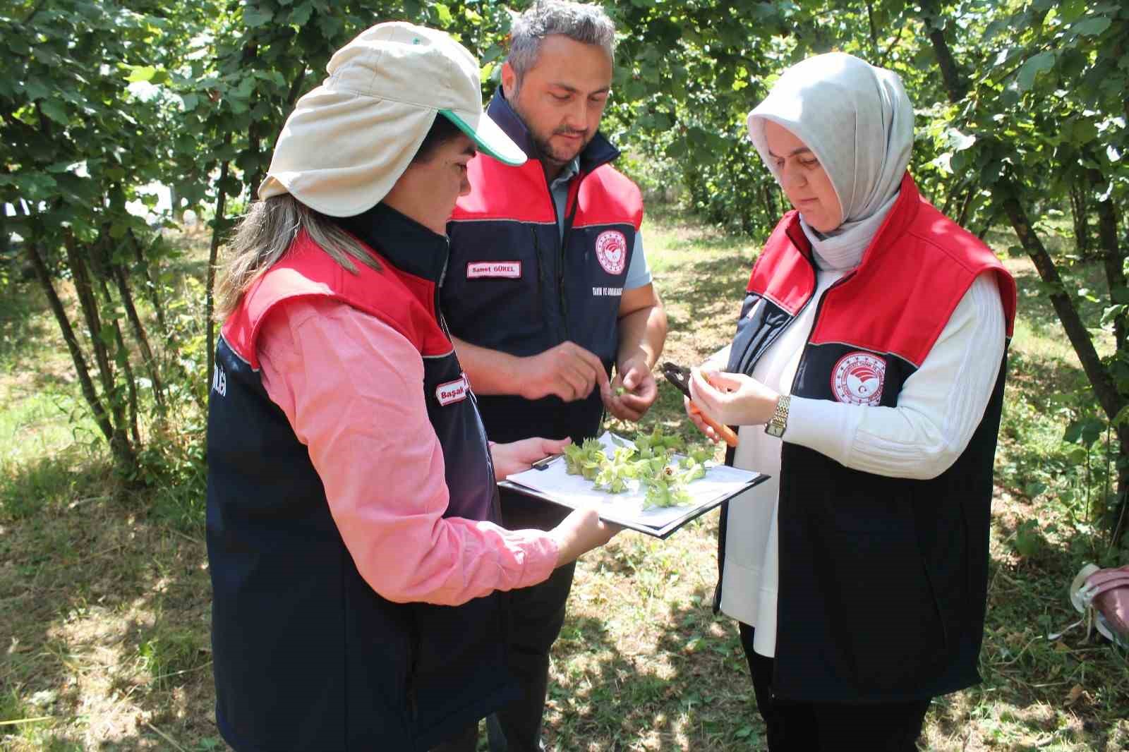duzcede findik hasat tarihleri belli oldu Hg3jJze6