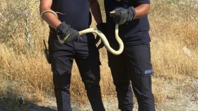 fabrikada yilan panigi iOPhAGYq