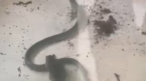 fare ile yilanin kavgasi kamerada n5BJqwQP