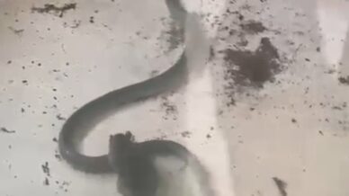 fare ile yilanin kavgasi kamerada n5BJqwQP