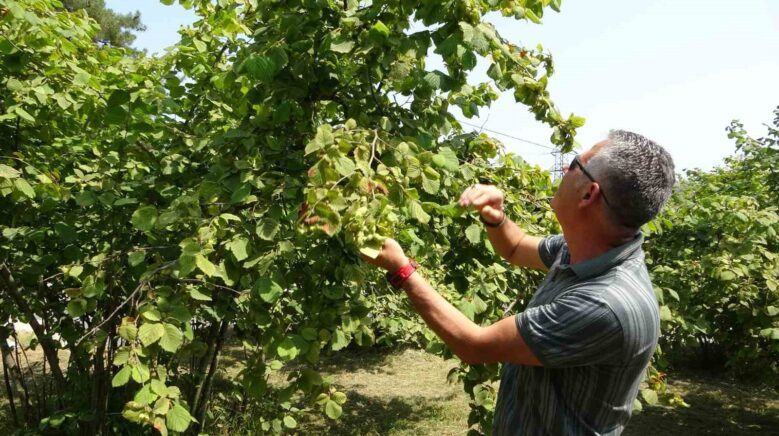 findikta erken hasat uyarisi kESYRShD