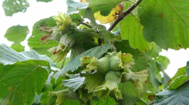 findikta erken hasat yapilmamasi uyarisi 1anfYk3D