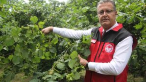 findikta rekolte tespit calismalari basladi R4p35tKB