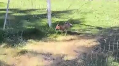 futbol kalesi filesine sikisan tilki ekipler tarafindan kurtarildi ZOiw6IGL