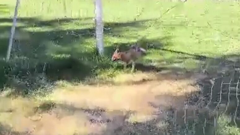 futbol kalesi filesine sikisan tilki ekipler tarafindan kurtarildi ZOiw6IGL