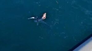 genclerin oltasina yavru kopekbaligi takildi JwwTnQwE