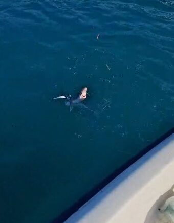 genclerin oltasina yavru kopekbaligi takildi JwwTnQwE