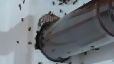 gumushanede arilar koy evini basip yuva yapti W2SGSlr8