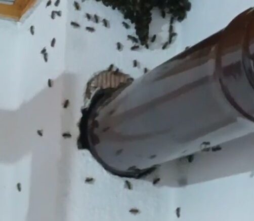 gumushanede arilar koy evini basip yuva yapti W2SGSlr8