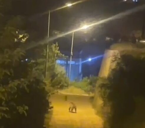 gumushanede ayi sehir merkezinde goruntulendi ShyulFA2