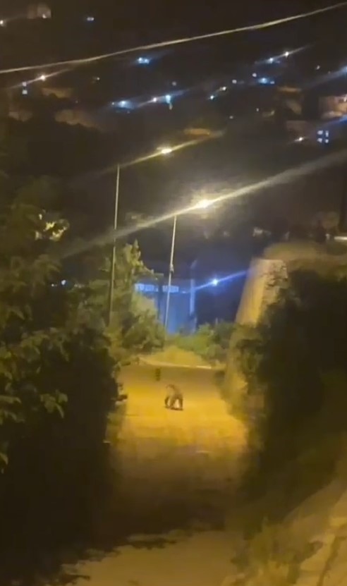 gumushanede ayi sehir merkezinde goruntulendi ShyulFA2