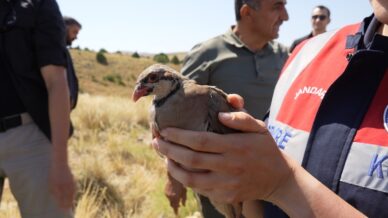 gumushanede keneyle mucadele icin 400 keklik dogaya salindi 1yEdDHjd