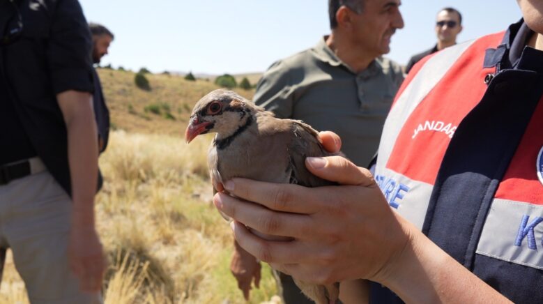 gumushanede keneyle mucadele icin 400 keklik dogaya salindi 1yEdDHjd