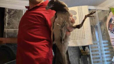 havalandirma bosluguna dusen kargayi vatandas kurtardi ljFGblT5