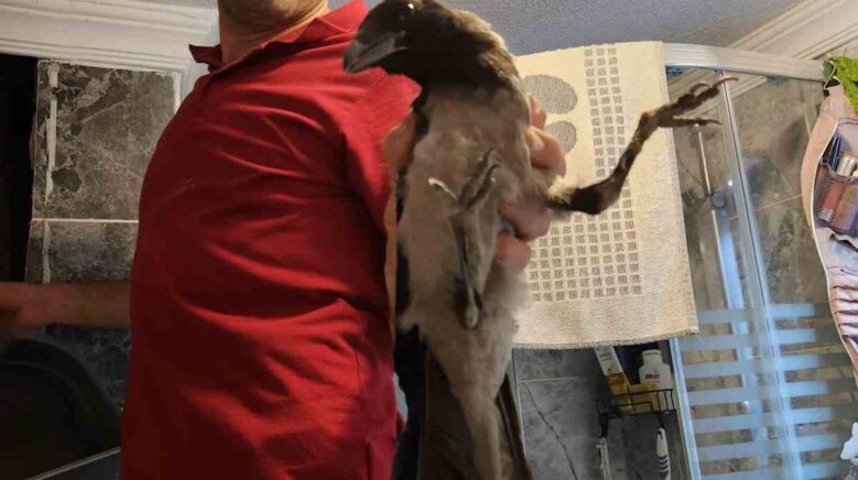 havalandirma bosluguna dusen kargayi vatandas kurtardi ljFGblT5