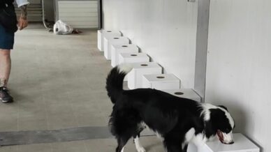 istilaci bocekler sinir kapilarinda tespit edilebilecek 5PWRfxxc