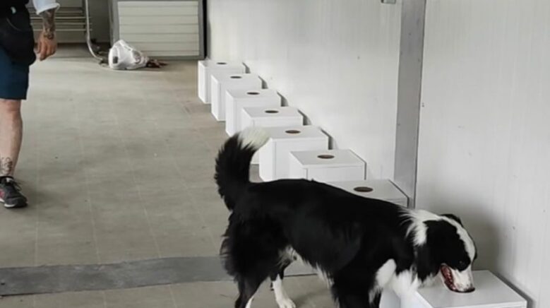 istilaci bocekler sinir kapilarinda tespit edilebilecek 5PWRfxxc