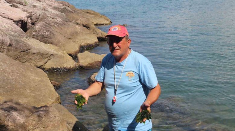 japonlarin pesine dustugu sifali yosun giresunda gnpH52jb