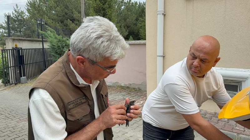 karabukte bitkin halde bulunan ebabil kusu tedavi altina alindi EJVIwKOb