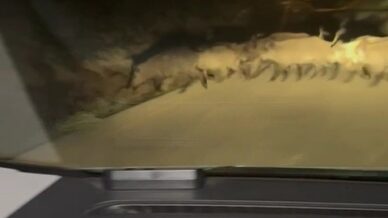 karabukte yola cikan domuz surusu ve tilki kamerada Ir1VYUfx