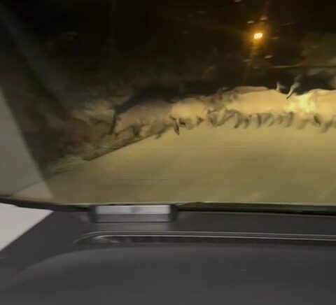 karabukte yola cikan domuz surusu ve tilki kamerada Ir1VYUfx